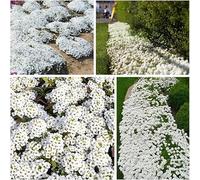 20000+ Timo bianco Profumo delicatamente caratteristico Accento naturale