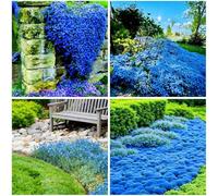 20000 Timo Blu, Cucina e Ingresso, Tocco Luminoso e Aspetto Colorato per Abbellire Ogni Istante