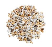 200g Conchiglie Decorative per Torta Conchiglie per L'artigianato Segnaposto Conchiglie Adatto per Riunioni di Famiglia Decorazioni Nuziali per Vasi per Acquari(Versione Lumaca di Mais)
