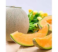 ® 2018 - Professional Pack of 20 Watermelon Seeds, Indoor and White Skin, 18% Sugar, High Yield E4251:Seeds:packing seeds only