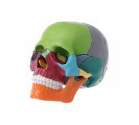 2023 New Anatomy Skull Model 15 Parts Human Anatomy Exploded Skull Detachable Palm-Sized Mini Human Color Medical