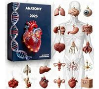 2025 Anatomy, (1Pc) Heart & Brain Figurine, 24 Days Human Body Ornament Set With Skeleton, Science For Doctors And Anatomy Lovers, Christmas Decor