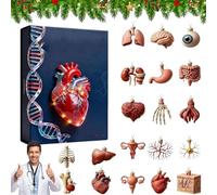 2025 Anatomy Advent Calendar, 24 Days of Human Organ Ornaments Christmas Countdown Calendar, 2D Acrylic Science Themed Hanging Pendants, Mini Human Organ Models Themed Set, for Science Lovers (1PC)