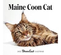 2025 Maine Coon Cat Wall Calendar