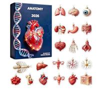 2026 Anatomy Christmas Advent - 24-Day Countdown Calendar 2D Acrylic | Human Body Structure Pendant for Doctors Nurses Students Teachers Home Office Apartment Classroom Party School