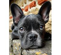 2026 Monthly Planner One Year Calendar Schedule Organizer 12 Months from January to December 2026: Dog Design