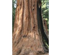 2026: Small Monthly Calendar Planner - Sequoia Tree