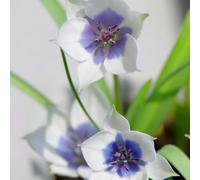 20bulbi di tulipano - balcone decorative in vaso per zone soleggiate il