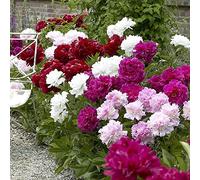 20pcs Peony Seeds Breath of Spring Scene Courtyard Landscape Home Garden All Year Round Sowing Harvest Every Year Garden Planting : Package Contains seeds