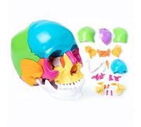 22 Pari Del Modello Di Cranio Umano, Modello Di Anatomia Del Cranio Umano Professionale, Modello Di Cranio Esploso Anatomica, Mini Mini Ridotto Di Cranio Medico Clinicteaching Dental Di Insegnamento