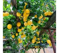 220 pezzi semi di limonero per balcone - semi di bio, esotici freschi esotici resistenti, resistenti al