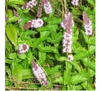 25-30 Semi di menta verde HR209 (Mentha spicata)