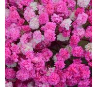 25/50/100/150/300 pezzi Mini Gipsofila e altri fiori artificiali - Per arti e mestieri, accessori per capelli, ghirlande da matrimonio, decorazioni da tavolo, decorazioni per la casa, ecc. Paglia