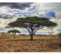 25 Acacia Tortilis/Umbrella Thorn Tree Seeds