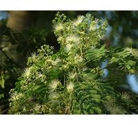 25 Albizia Odoratissima, Kali Siris, Black Siris, Ceylon Rosewood deciduous trees Seed Seeds ONLY