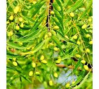 25 Azadirachta Indica - Neem Seeds, Nimtree, Indian lilac Medicinal Tree Seeds.