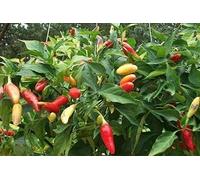 25+ estremamente raro Organic Aji Camba Premium Hot Pepper Seeds Seeds ONLY