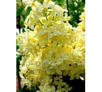 25 Giallo Lilla semi di albero fragrante Hardy perenne arbusto Garden Bloom