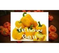 (25+) Giallo Semi Peperone Seeds ONLY