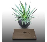 25 graines à semer - Le Grenier d'Abondance - AGAVE - Agave Multifilifera