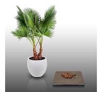 25 graines à semer - Le Grenier d'Abondance - WASHINGTONIA ROBUSTA - Palmier résistant