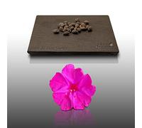 25 graines Fleurs à semer - Le Grenier d'Abondance - BELLE DE NUIT - Mirabilis jalapa