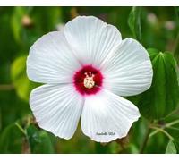 25 Luna White Hardy Hibiscus Moscheutos Fleur Petites graines de buisson * Plat S/H