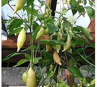 25+ Organic Sugar Rush Peach Premium Pepper Seeds-D 107 Seeds ONLY