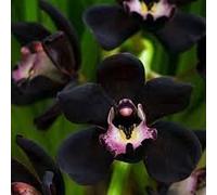 25 Pezzi di Orchidea Nera