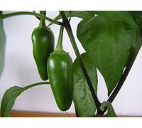 25 pezzi di peperone ibrido Jalapeno Seeds ONLY