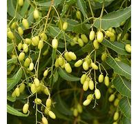 25 pezzi di semi di albero di neem