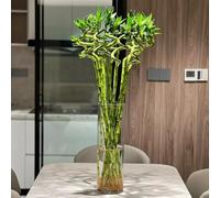 25 pezzi semi di bambù resistenti - semi di balcone giardino giardino sul balcone foglia perenne resistenti, decorazione decorazione