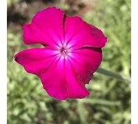 25 pezzi semi di chiodo puzzle - letti elevati per giardino balcone che coprono il terreno resistente, semi bonsái interni bonsái