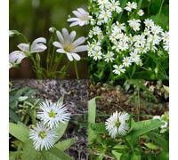25 pezzi semi di pampollina - perenni resistenti per giardino interno Semi decorativi per tetti verdi resistenti per giardino,