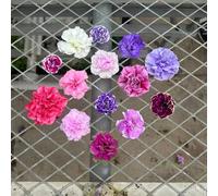 25 pezzi semi di petunia - semi di prato giardino interno giardino del prado prado