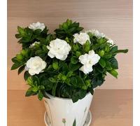 25 pezzi semi di semi del prato invitato di Decorazioni, perenne resistenti