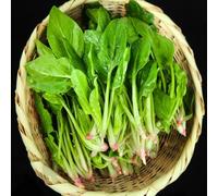 25 pezzi semi di spinaci resistenti - da giardino rocce resistenti, semi esotici piccolo per donne, ortaggi inverno