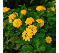 25 pezzi semi resistenti di lantana - giardino di resistenti per giardino, semi di giardino