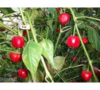 25 + Premium Rare Dolce Organic Pepe Semi-D 101 Seeds ONLY