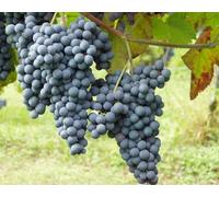 25 pz Barbatella di vite innestata -UVA - Varietà Nebbiolo (25pz)