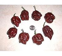 25 + Rare Organic 7 Pot Douglah Cioccolato Premium Hot Pepper Seeds-D 8