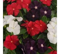 25 Seeds - Semi Vinca Vinca Confetture e Gelatine n Pie Mix di Primavera Seeds ONLY