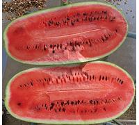 25 semi CHARLESTON GREY ANGURIA Seeds ONLY