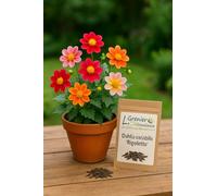 25 semi da seminare - L'Attico d'Abondanza - Dalia dai fiori semplici Rigoletto - Dahlia variabilis Rigoletto