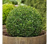 25 Semi di Buxus Sempervirens (Bosso)