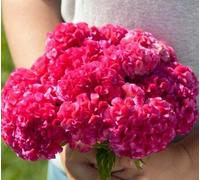 25 semi di Capo Rose SF225 (Celosia Cristata) Seeds ONLY