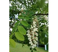 25 Semi di Falsa Acacia (Robinia Pseudoacacia)
