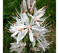 25 Semi di Gamoncillo (Asphodelus Albus)
