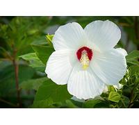 25 Semi di Ibisco delle Paludi - fiori piante - sementi contadine riproducibili - SemiWild