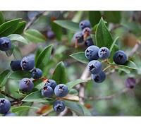 25 semi di mirto comuni - fiori aromatici pianta - semi di contadini riproducibili - semina